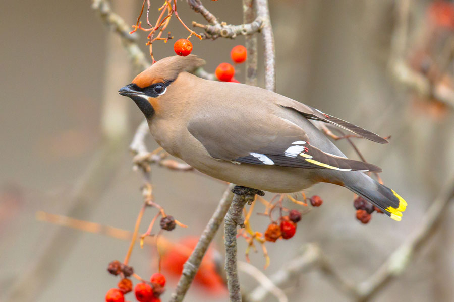 Waxwing, Cheshire
